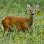 3 Expert Whitetail Deer Hunting Tips