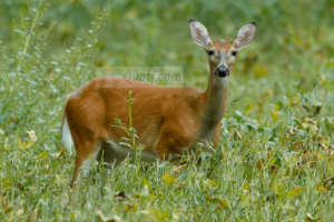 3 Expert Whitetail Deer Hunting Tips