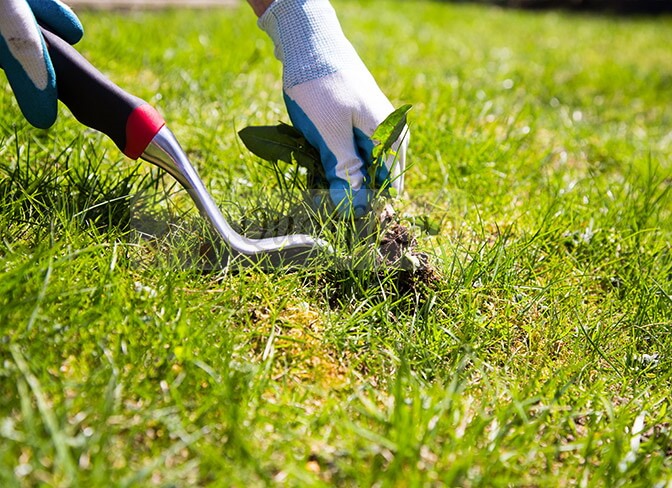 Get Rid of Weeds in Your Lawn