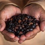 What Is Civet Coffee
