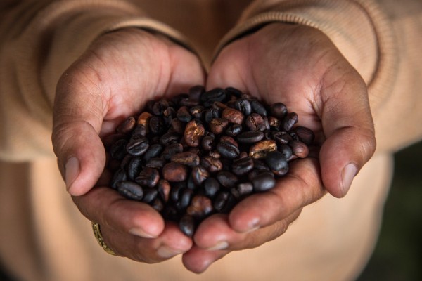 What Is Civet Coffee