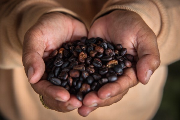 What Is Civet Coffee and Why Should You Try It?