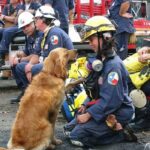 Heroic Dogs Saved Their Owners Lives