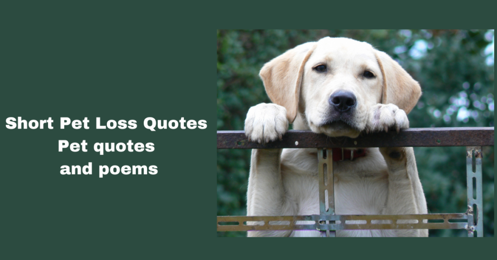 Short Pet Loss Quotes