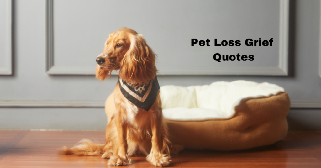 Pet Loss Grief Quotes